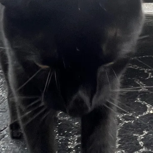 creator =Misu='s avatar