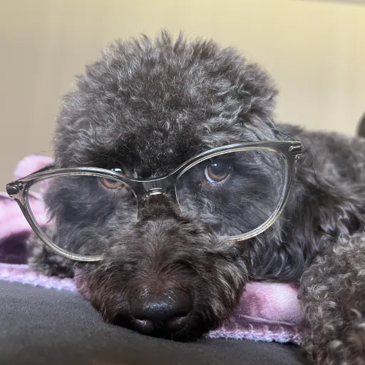 creator KKT2997's avatar