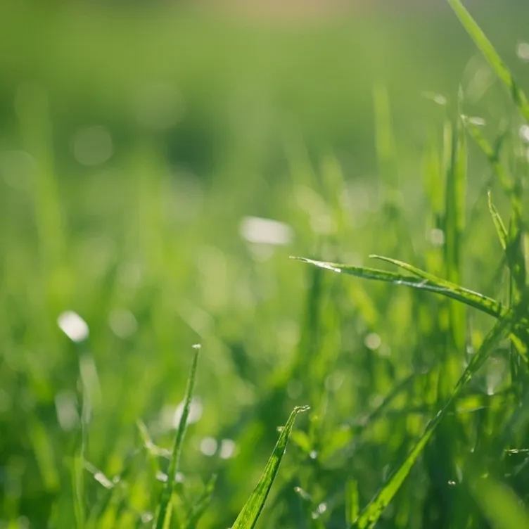 chat with ai character: grass