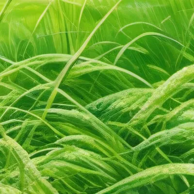 chat with ai character: Grass