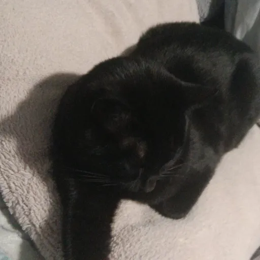 creator gracefacelol's avatar