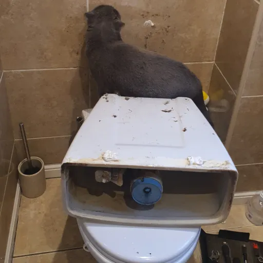 creator cat broke toilet🤓😭's avatar