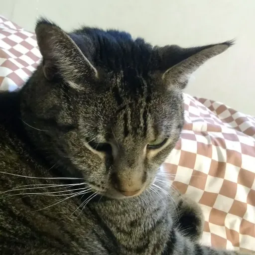 creator U-RANJZMyD2905K's avatar