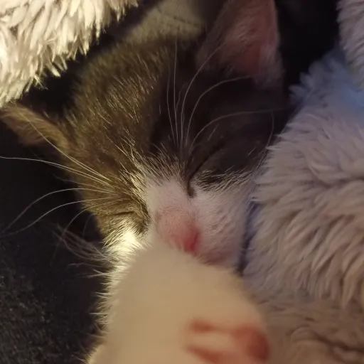 creator _-Nina-_'s avatar