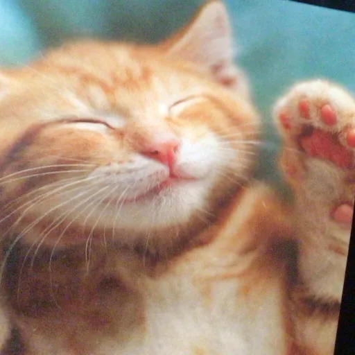 creator Star cat 🐱✨'s avatar