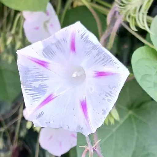 creator Icekitten4u2love's avatar