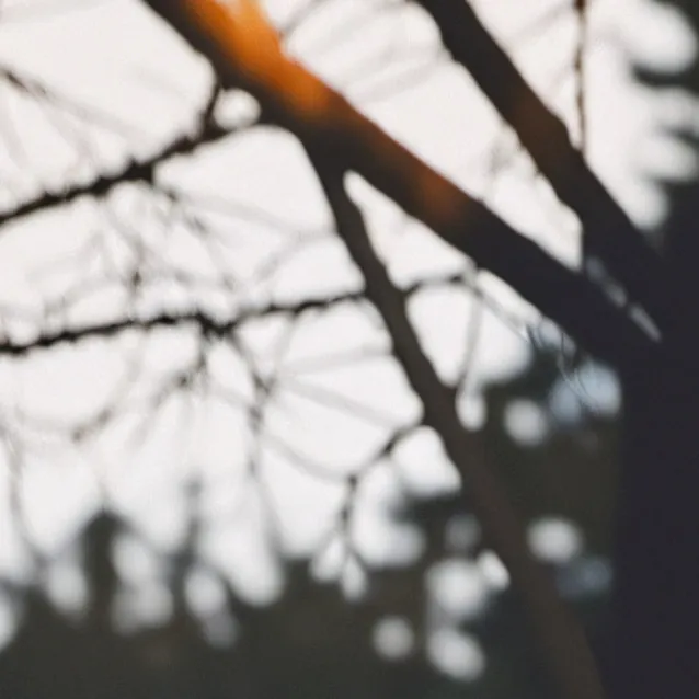 chat with ai character: FOX