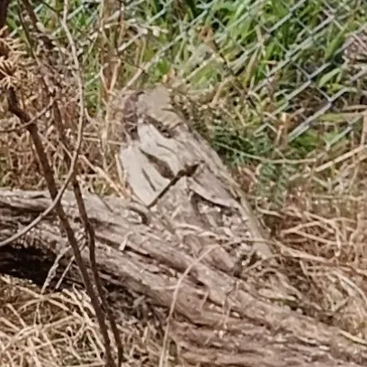 creator PicklePenguin's avatar