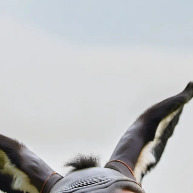 chat with ai character: Mr donkey