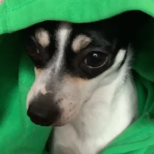 creator roses and flowers's avatar