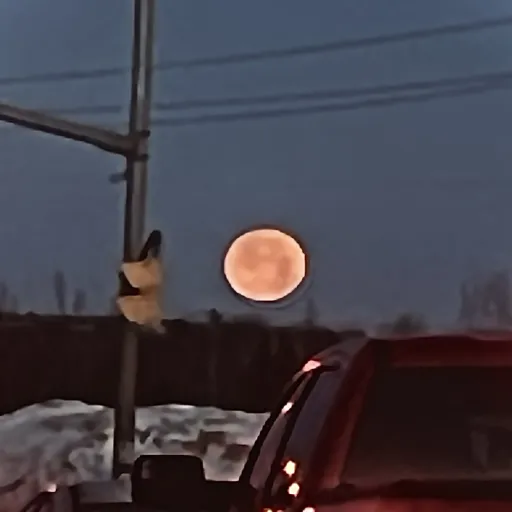 creator [@sh3r]'s avatar