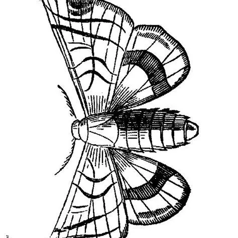 creator Frozerain's avatar