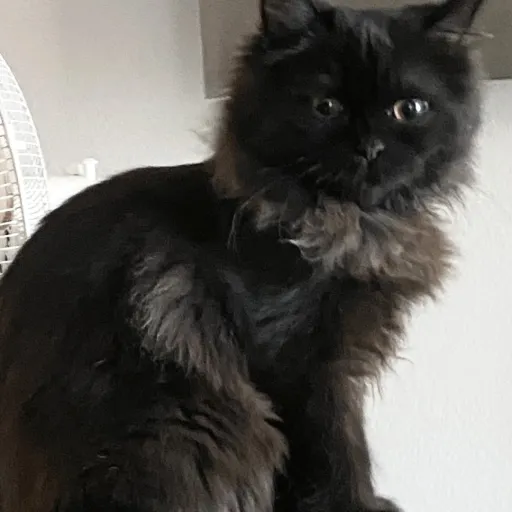 creator loverkitten's avatar