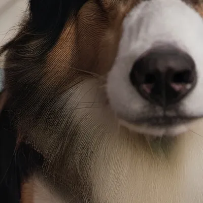 chat with ai character: Paws