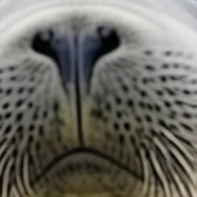 chat with ai character: Seal