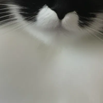 chat with ai character: Cookie