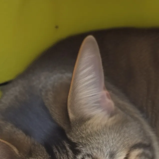 chat with ai character: dead cat