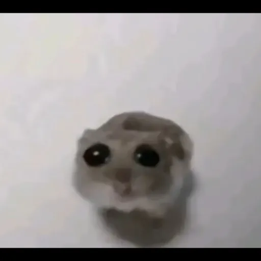 creator ☆•Meow•☆'s avatar