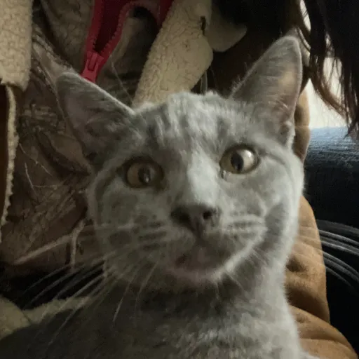 talkie's author avatar