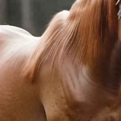 chat with ai character: Focus 