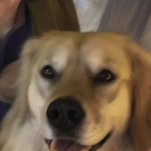 chat with ai character: Opie