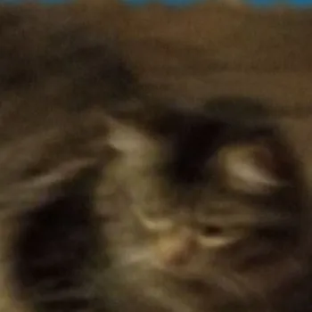 creator Talkior-Lzux3c43's avatar