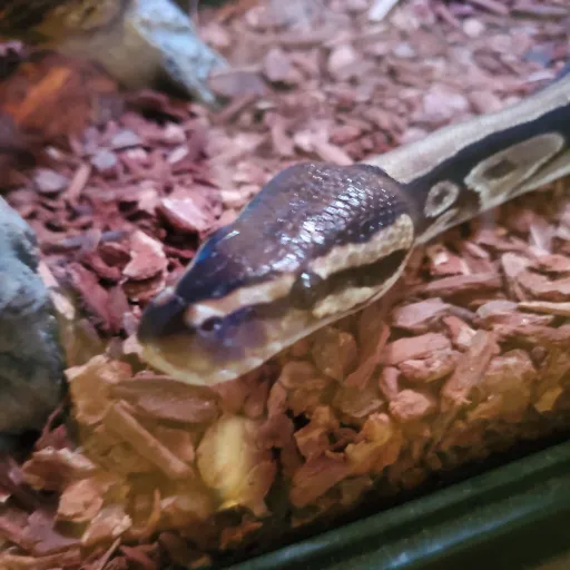 creator Cringey, boy's avatar