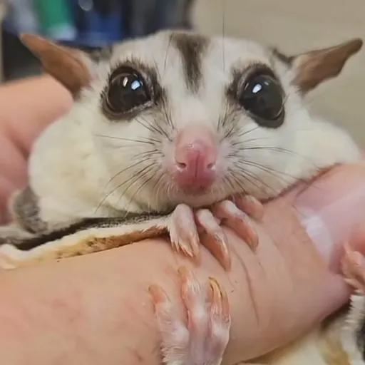 creator Blue 💙💙💙💙💙's avatar