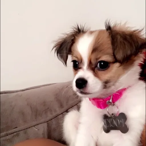 creator Emily Lee's avatar