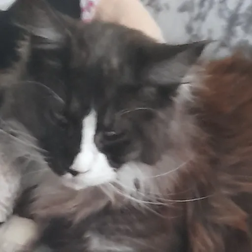 creator hi everyone im Ash's avatar