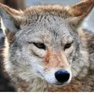 creator Froggo🦕💚🌿🐸's avatar