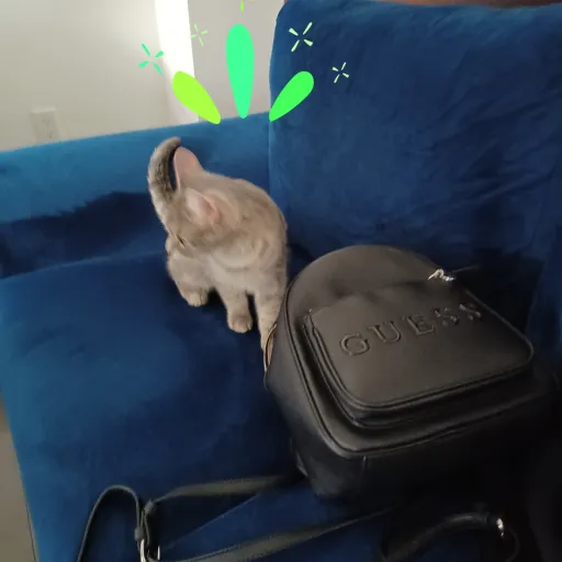 creator willow the cat's avatar