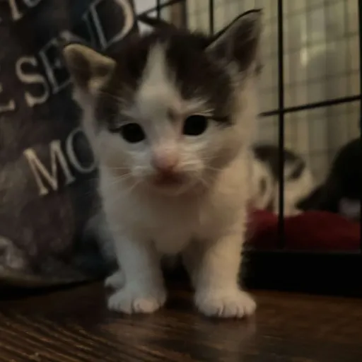 creator turquoise terror's avatar