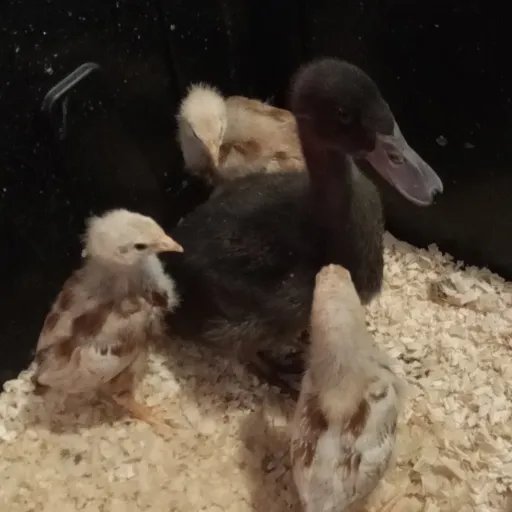 talkie's author avatar