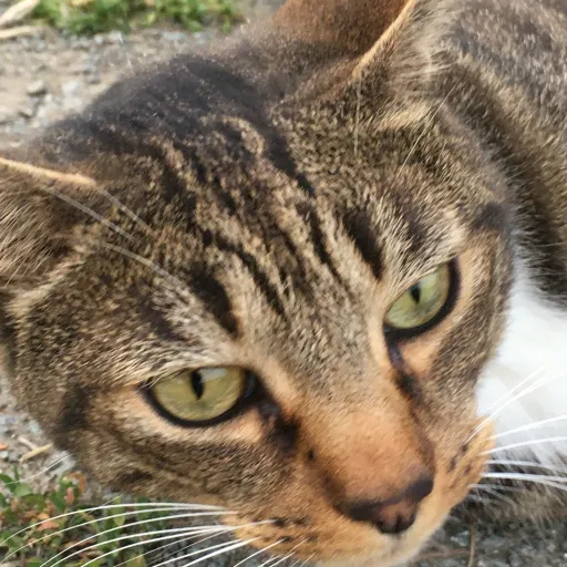 talkie's author avatar