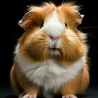 creator Isabellalyn's avatar