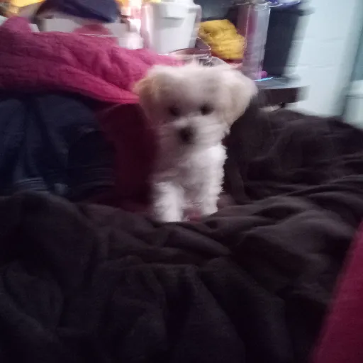 creator doglover12's avatar