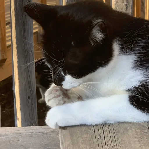 talkie's author avatar