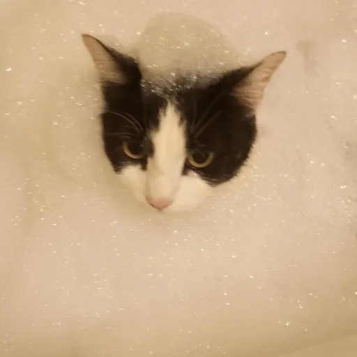 creator im in your walls 🎀's avatar