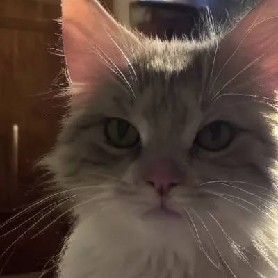 chat with ai character: Livie