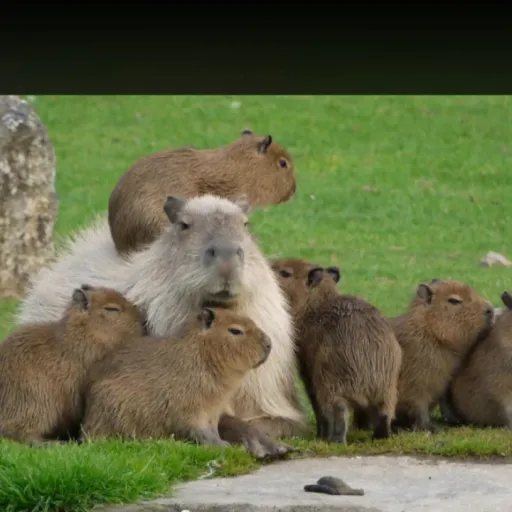 creator cappybara's avatar