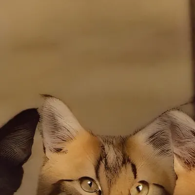 chat with ai character: Snowy , autumn 