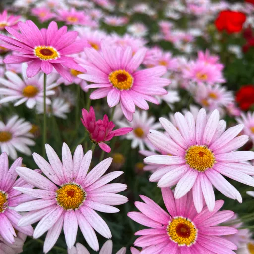 creator Ur local tartaglia's avatar