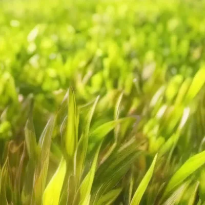 chat with ai character: grass 💀💀💀