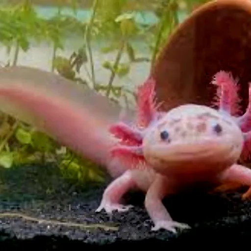 creator ~koi~'s avatar