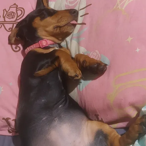 creator THELLOUSE's avatar