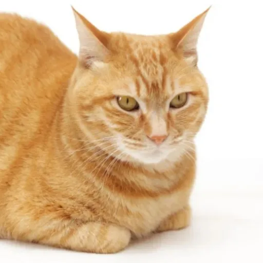 creator OnionCat1's avatar