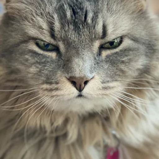 creator Ash1990's avatar