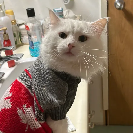 creator Smokey Spinner's avatar