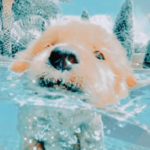 creator preppy🐬🌊's avatar